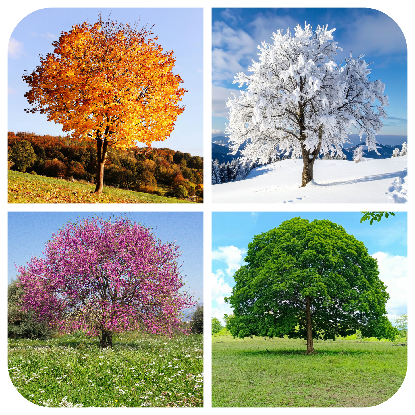 Seasonal Support